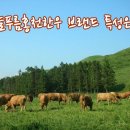 늘푸름 홍천한우 농장 이미지