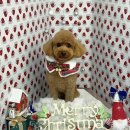 꾸니베어 이미지