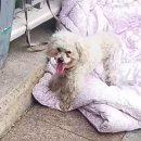 댕댕냥냥 이미지