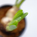 한우리 약국 이미지