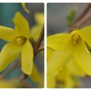 개나리 멍멍 이미지