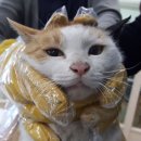 새만금동물병원 이미지