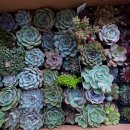 백여농장 이미지