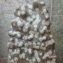 청송꽃돌 이미지