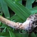 황토버섯 이미지