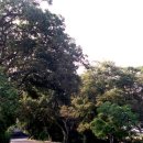 명월 팽나무군락 이미지