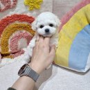 딜라잇독 이미지