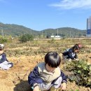 10월4주:고구마 수확 사진입니다 이미지