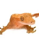 아우름 동물병원 이미지