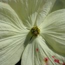 ■ 층층나무(Cornus florida/Dogwood) 이미지