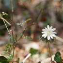꿩의바람꽃[ Ranunculaceae (미나리아재비과) ＞ Anemone (바람꽃속) ＞ raddeana (꿩의바람꽃)] 이미지