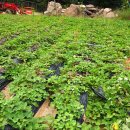 금호농장 이미지