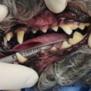 부곡동물병원 이미지