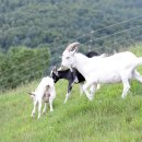 미인목장 이미지