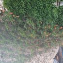 하가막마을 이미지