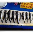 주문진수산시장 Daum카페