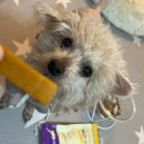 저스트벳 동물병원 | 포코벳 비건스틱 동물병원 강아지간식 처방식 후기