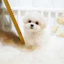 시현펫살롱 이미지