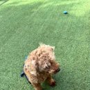 뜰안채애견풀빌라글렘핑 이미지