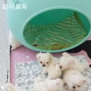 화이트 독 이미지