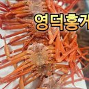 영덕대중음식점 | 자매식당 영덕 강구항 동광어시장 영덕 맛집 홍게 포장 내돈내산 솔직한 방문 후기