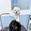 애견미용실 또이쁜댕 이미지