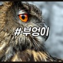 부엉이