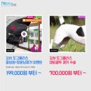 도그플러스 동물병원 이미지