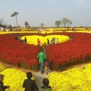 [축제] 제17회 서산 국화 축제 이미지