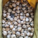 더 해담은 | 국내 1박2일 봄 여행지 추천 태안 조개체험 무료 도구 대여 가능한 더담은펜션 후기