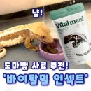 [바이탈밀 인섹트] 🦎크레스티드게코 도마뱀 먹이 사료 프리미엄 슈퍼푸드, 바이탈밀 인섹트 후기(내돈내산)