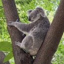 LEVEL UP PC CAFE | [🇦🇺 SYD] 호주에서 살아남기 7일차/쿼카와 코알라가 메인인 :)