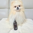 [딩뷰] 강아지 미스트 리꼬르소 실키 미스트 솔직 후기(강아지 보습제/ 강아지 엉킨털 미스트)