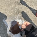 도화갈매기 | 2월 나름 행복했당