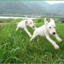 푸마농장 이미지