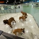 구리동물보호센터 이미지