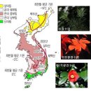 거제도 재선충 방지대책... (1) 지구 온난화와 식생대 변화 이미지