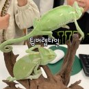 팀버렙타일곤충;파충류샵