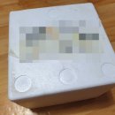 벌교꼬막삶는법 맛있고 신선하게 택배로 강수산에서