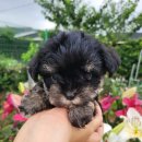 은하수펫샵 이미지