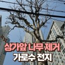 구로-고척-구로-1981 | 도로변 가로수 벌목 상가앞 고사목 자르기