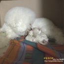 미시하임 이미지