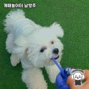 하남펫택시 | 개떼놀이터 남양주, 반려견과 함께하는 행복한 나들이!