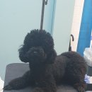 향남펫살롱 이미지