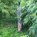 오봉농장 이미지