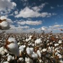 목화밭 이미지