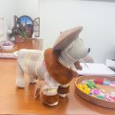 와글리테일 이미지