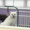 다민동물병원 | 일상기록ღ여름휴가 첫번째 이야기