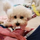 늘안아줄개 이미지