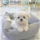 꽃강아지 이미지